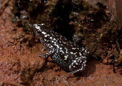 Chiasmocleis albopunctata