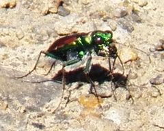 Cicindela splendida