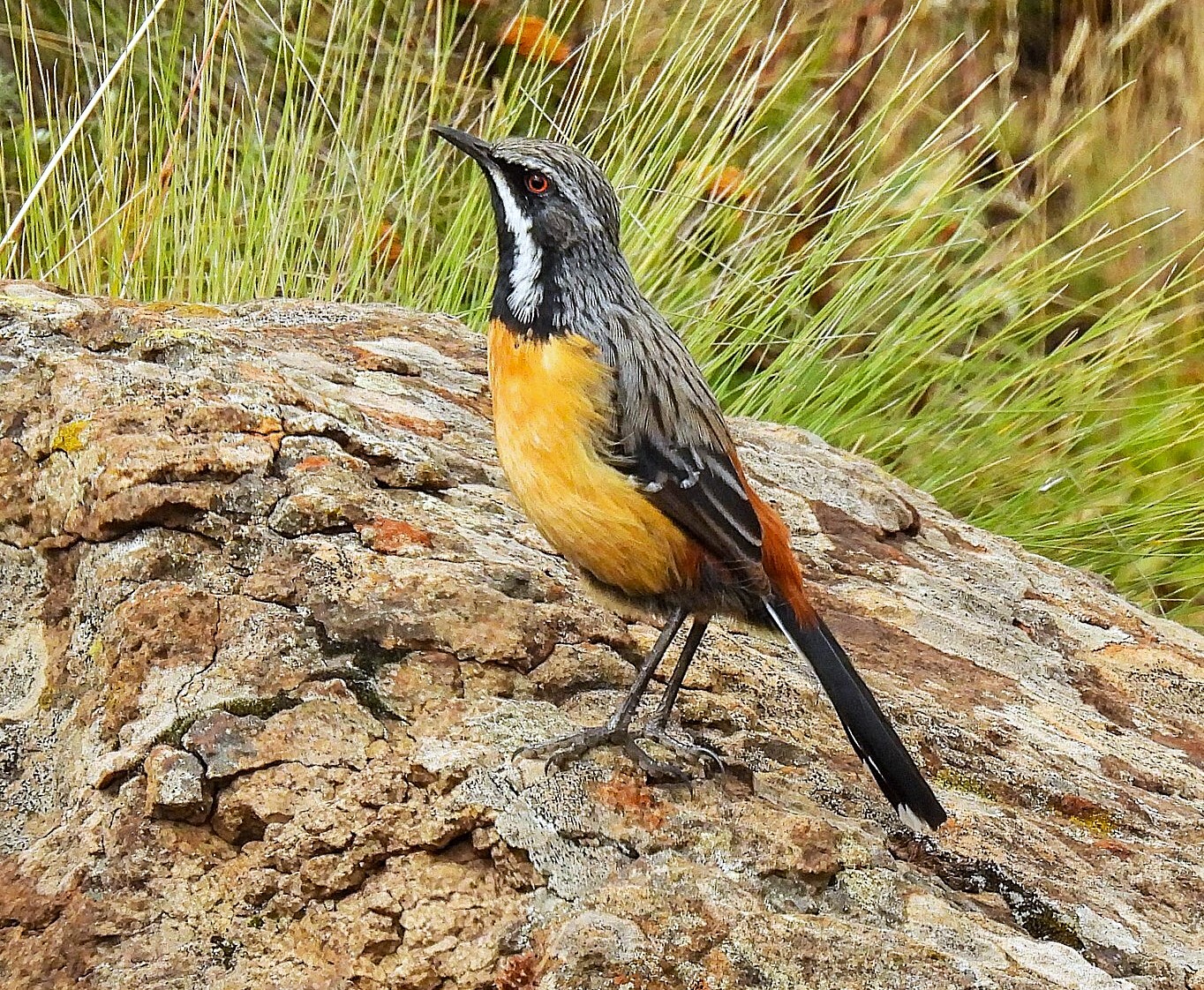 Drakensberg Rockjumper (Chaetops aurantius), photo 4