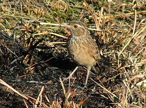 Rufous-naped Lark (Corypha africana), photo 10