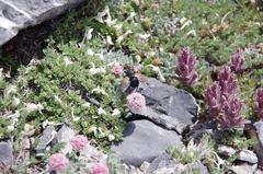 Eriogonum holmgrenii