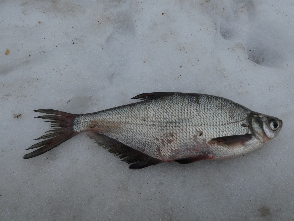 Zope (Ballerus ballerus) — Cyprinidae