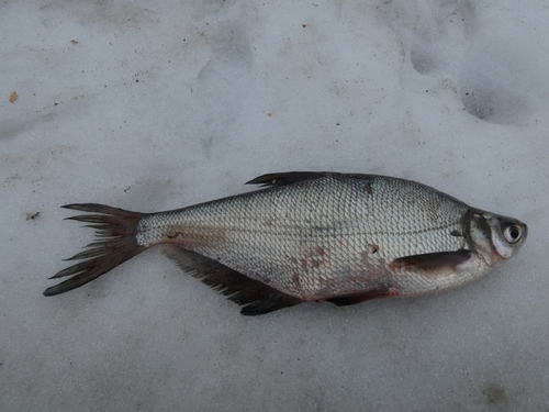 Zope (Ballerus ballerus) — Cyprinidae