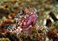 Sebastiscus marmoratus