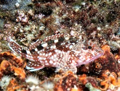 Sebastiscus marmoratus