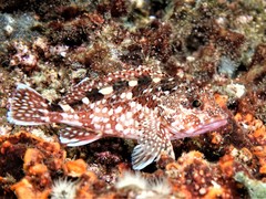 Sebastiscus marmoratus