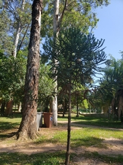 Araucaria