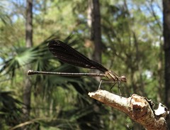 Argia fumipennis image