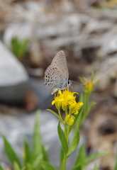 Satyrium behrii