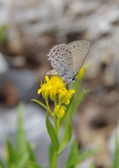 Satyrium behrii