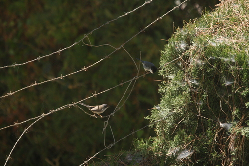 Avistamiento Curruca cabecinegra