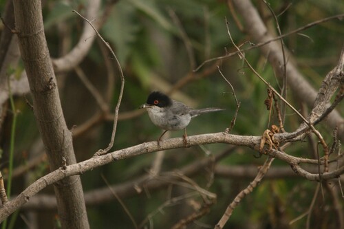 Avistamiento Curruca cabecinegra