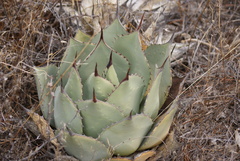 Agave flexispina