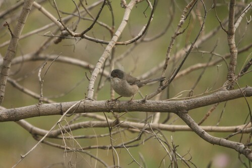 Avistamiento Curruca cabecinegra