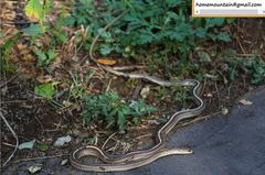 Orientocoluber spinalis