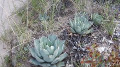 Agave flexispina