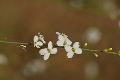 Crambe filiformis