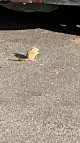 Hopi Chipmunk observed by jsaluke