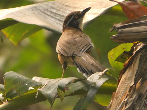Lesser Necklaced Laughingthrush (Garrulax monileger), photo 6