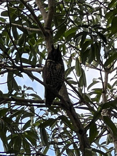 Stygian Owl