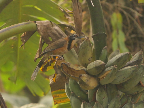 Lesser Necklaced Laughingthrush (Garrulax monileger), photo 5