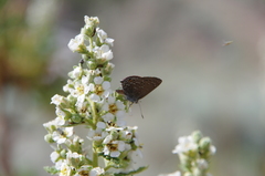 Satyrium behrii