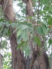 Ficus caulocarpa