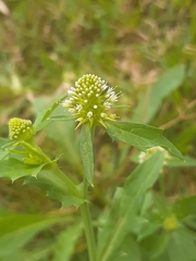 Acicarpha tribuloides