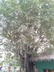 Ficus caulocarpa
