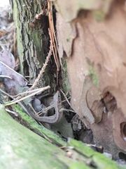 Lacerta agilis argus