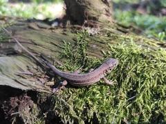 Lacerta agilis argus