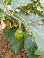 Solanum aethiopicum