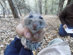 Neotoma mexicana mexicana