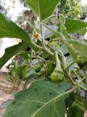 Solanum aethiopicum