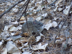 Neotoma mexicana mexicana