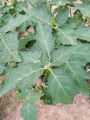 Solanum aethiopicum