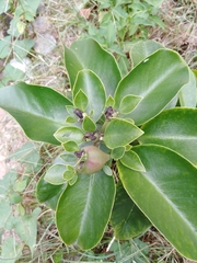 Pereskia grandifolia