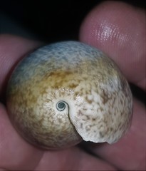 Bulla vernicosa