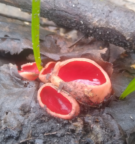 Scarlet Elfcup