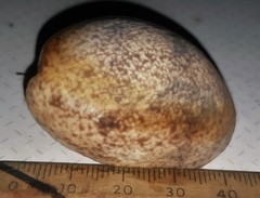 Bulla vernicosa