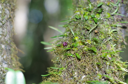 Bulbophyllum discilabium image