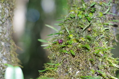 Image of Bulbophyllum discilabium