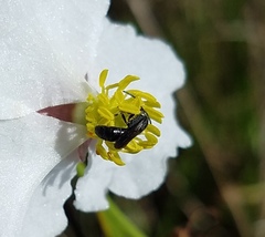 Hylaeus schwarzii