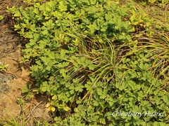 Peucedanum japonicum
