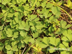 Peucedanum japonicum