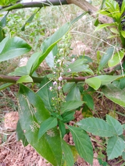 Ocimum carnosum