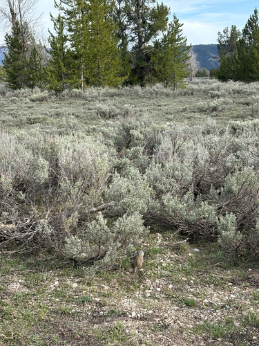 Uinta Ground Squirrel observed by aidan13685