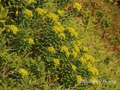 Euphorbia jolkinii