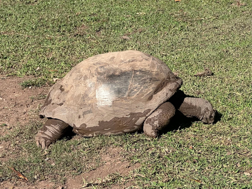 Aldabrachelys gigantea