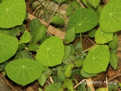 Stephania cephalantha